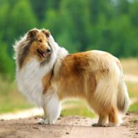 Portrait of a Collie standing outdoors