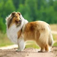Portrait of a Collie standing outdoors