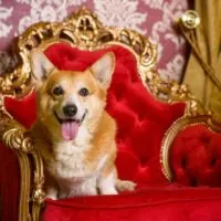 Corgi sitting on a red velvet chair trimmed in gold