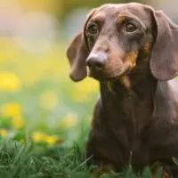 Portrait of a Dachshund outdoors in grass and dandelions