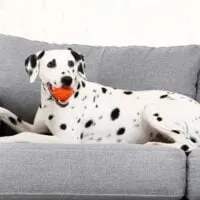 Dalmatian laying on a grey couch