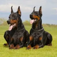 2 Doberman laying side by side in grass