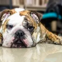 English Bulldog laying on a tile surface