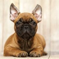 French Bulldog with ears perked laying on a floor