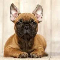 French Bulldog with ears perked laying on a floor