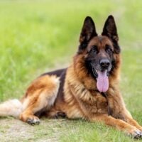 German Shepherd laying outdoors in grass