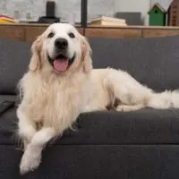 Golden retriever laying on a couch