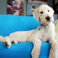 White Goldendoodle laying on a bright blue couch