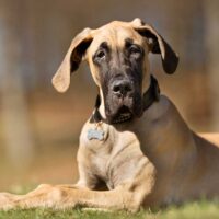 Great Dane laying in grass