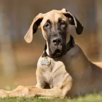 Great Dane laying in grass