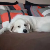great Pyrenees laying on a bed