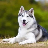 Husky laying in grass outdoors