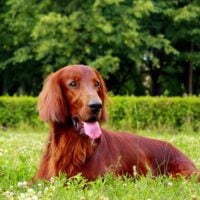 Irish setter laying outdoors in grass