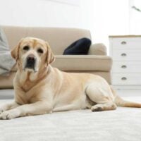 Yellow labrador retriever laying on a white rug in front of a tan couch