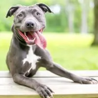 Brown and white pit bull laying outdoors on a piece of wood