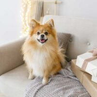 Pomeranian sitting on a tan couch next to some presents wrapped in white paper