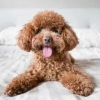 Poodle laying on a white bed
