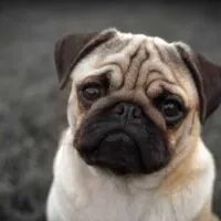 Portrait of a pugs head and shoulders