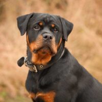 Rottweiler sitting outdoors in an autumn setting