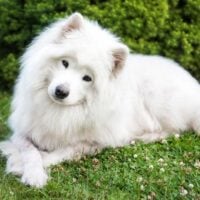Samoyed laying in grass with its head tilted