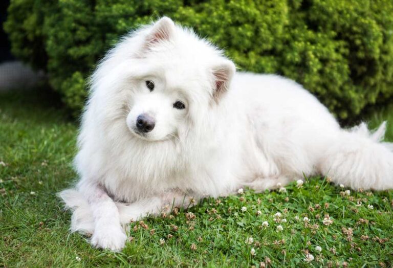 Do Samoyeds Shed a Lot?