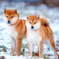 2 Shiba Inu standing in snow