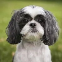 Shih Tzu sitting in grass outdoors