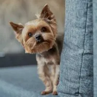 Yorkie peeking around the corner of a couch pillow