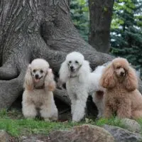 3 poodles sitting at the base of a tree