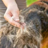 person pulling shedded dog fur from a dog's back
