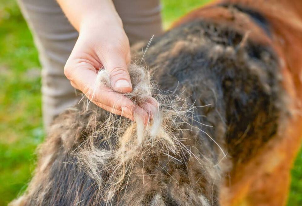 how-does-shedding-work-patchpuppy