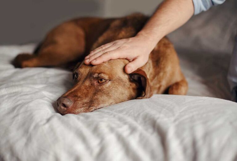 How to Cheer Up a Depressed Dog?