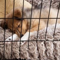 Collie puppy asleep on a furry dog bed in a dog crate