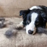 Border collie laying on a couch surrounded by shedded dog hair.