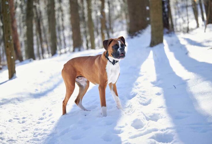 Do Boxers Shed a Lot?