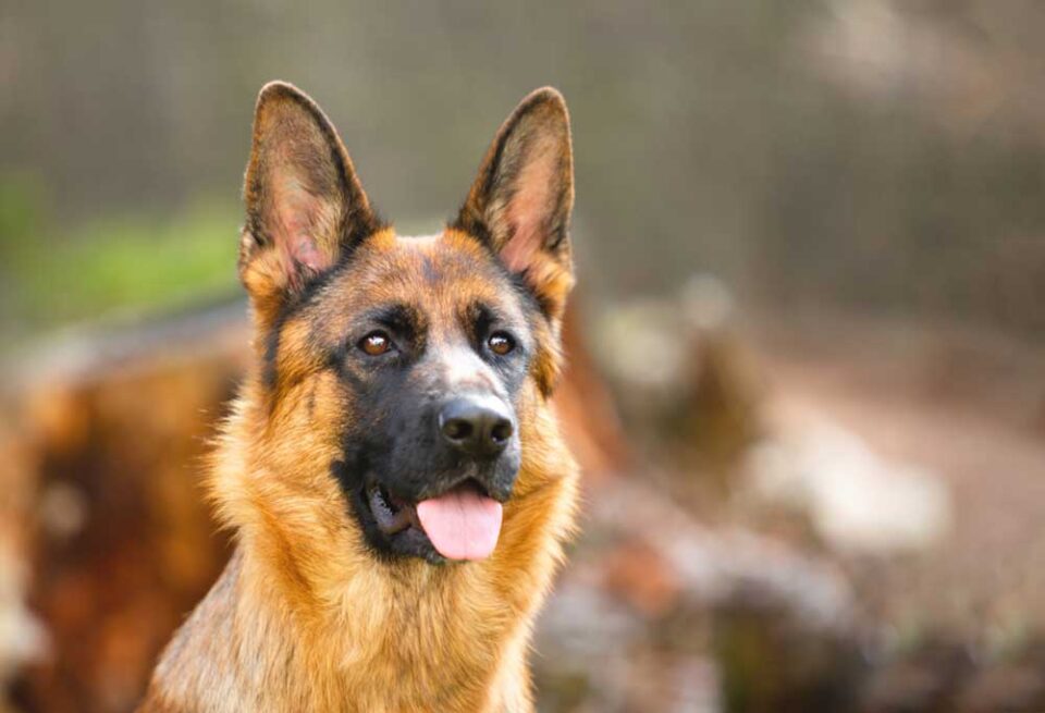 What Dog Breeds Should Not Be Shaved?