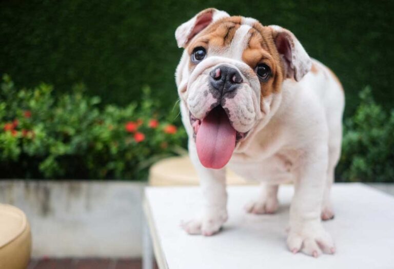 Do English Bulldogs Shed a Lot?