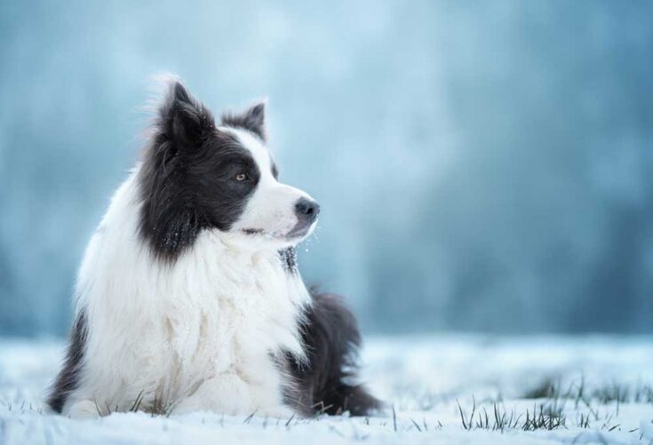 Do Border Collies Shed a Lot?