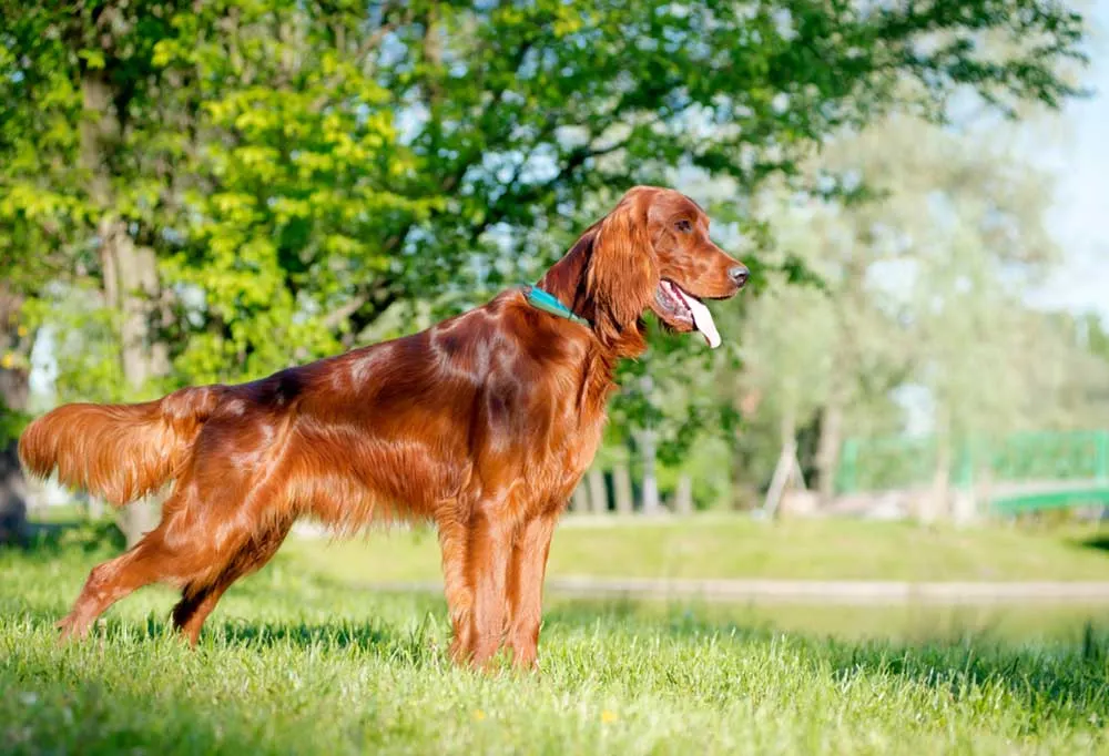 Irish setter outdoors standing in a field