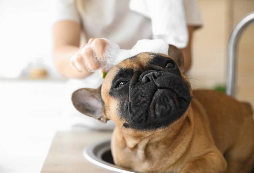 Do French Bulldogs Shed a Lot?