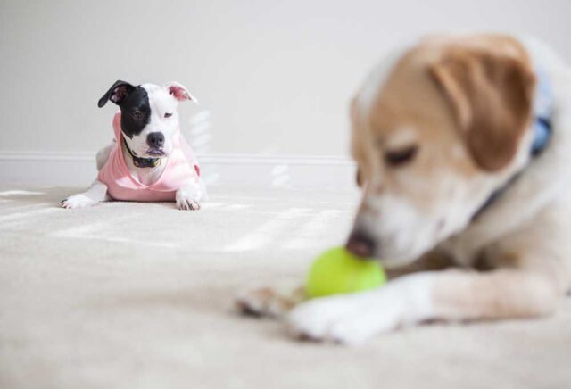View of Why is My Dog Depressed After Getting a New Puppy? - PatchPuppy.com