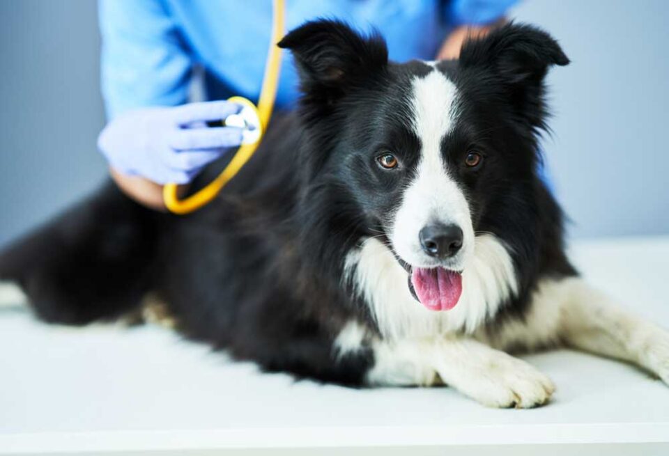 Do Border Collies Shed a Lot?