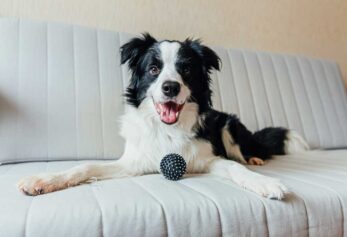 Do Border Collies Shed a Lot? - PatchPuppy.com