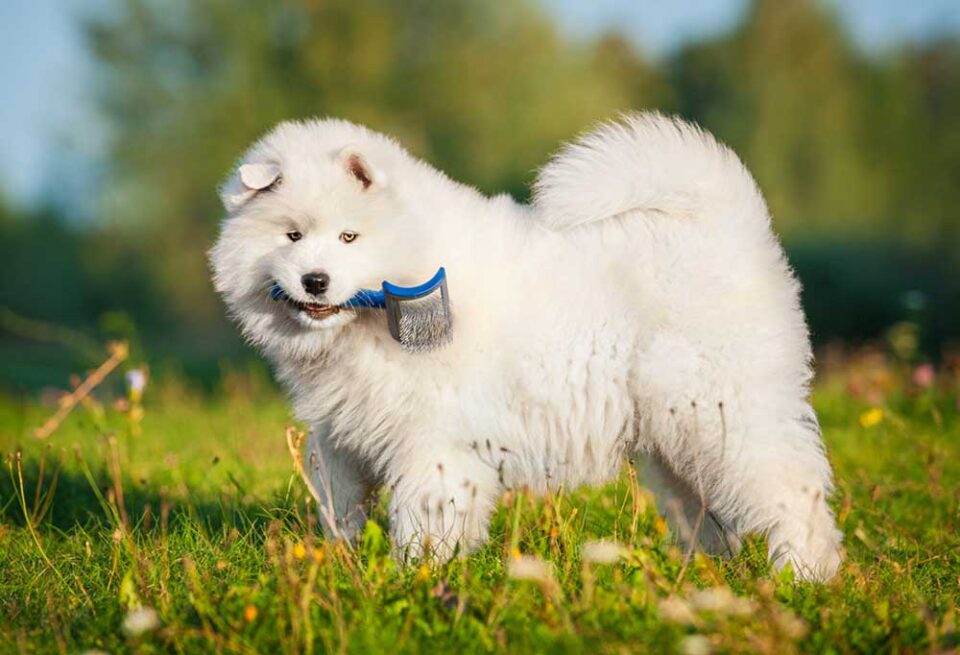 How Long Does DeShedding A Dog Last?