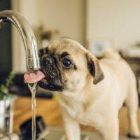 Pug puppy drinking from a sink faucet