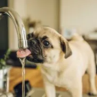 Pug puppy drinking from a sink faucet