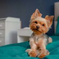 Yorkie puppy sitting on a green bed