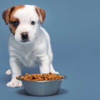 Jack Russell Terrier puppy against a blue background with a food dish in front of it