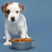 Jack Russell Terrier puppy against a blue background with a food dish in front of it
