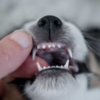 Person holding puppies mouth open showing their teeth.